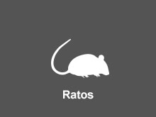 Ratos